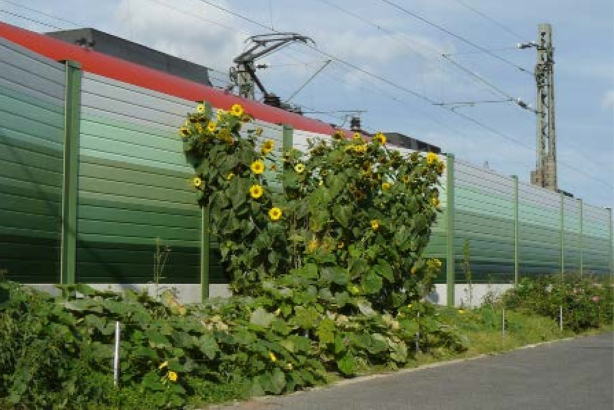 Beispiel Bepflanzung von Schallschutzwänden